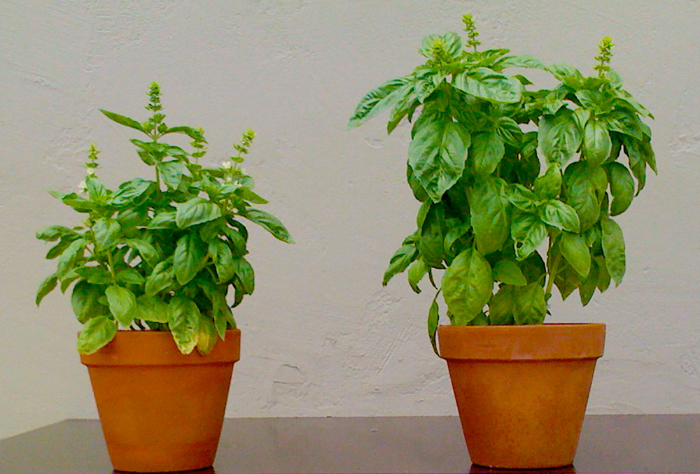 ORx-Basil-Trial-smaller