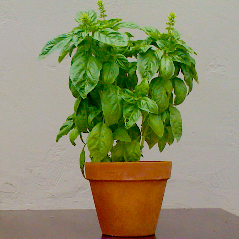 Plant based fertilizer for organic basil.