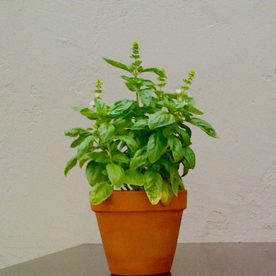 Plant based fertilizer for organic basil.