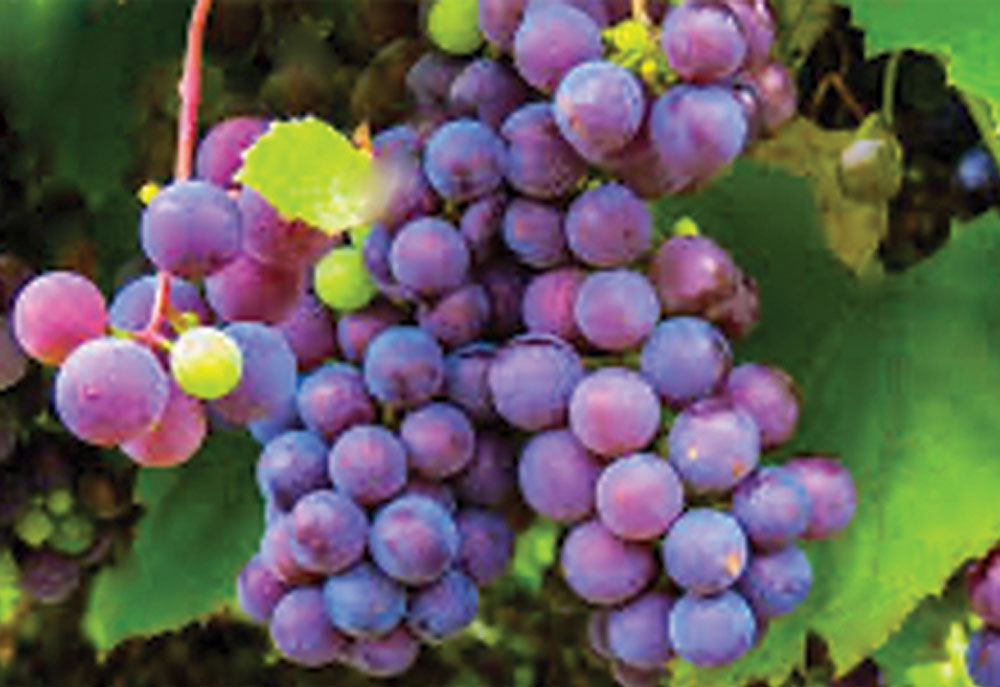 grapes Grapes growing on a vine