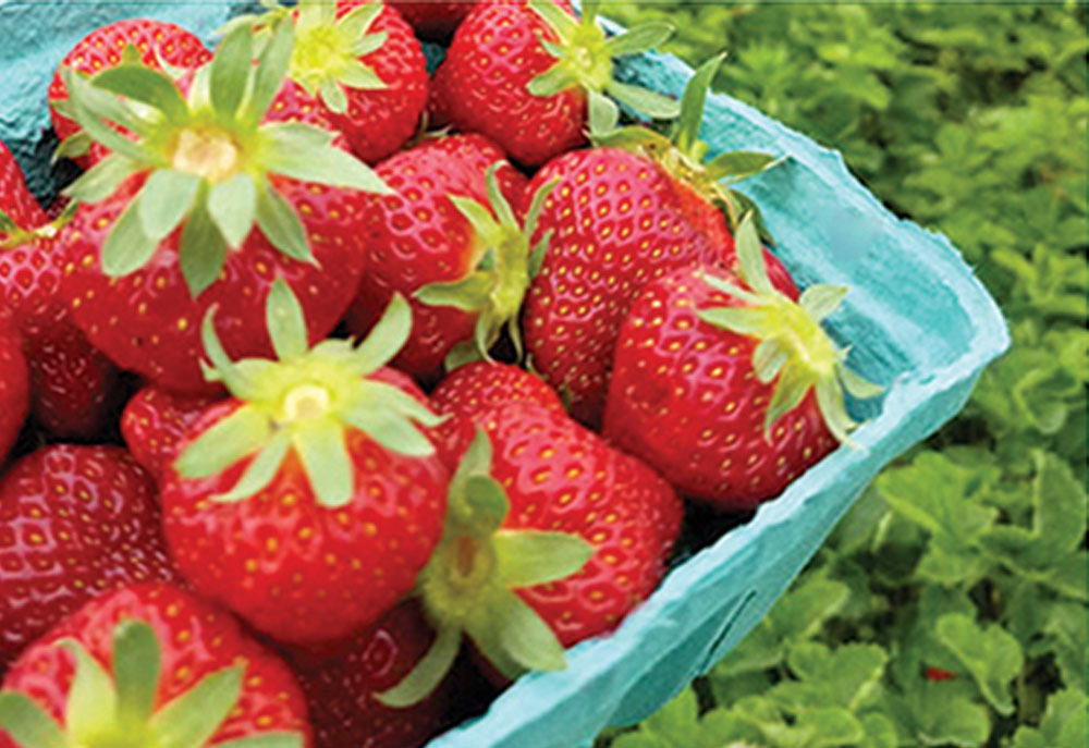 strawberries-in-container Close up of strawberries in a container.